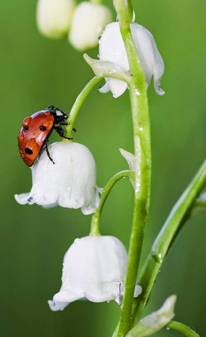 Résultat de recherche d'images pour "muguet"